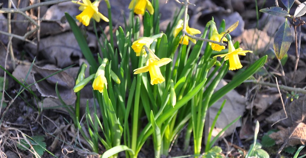 Der Frühling ist da… › nordhessenmami.de