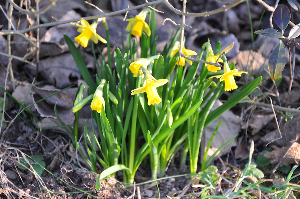 Der Frühling ist da… › nordhessenmami.de