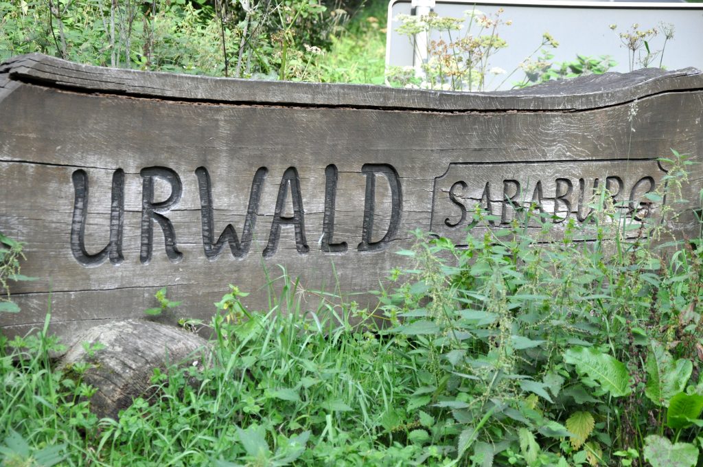 170826-Urwald-01